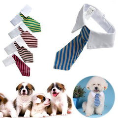 Tie for Dog / Cat